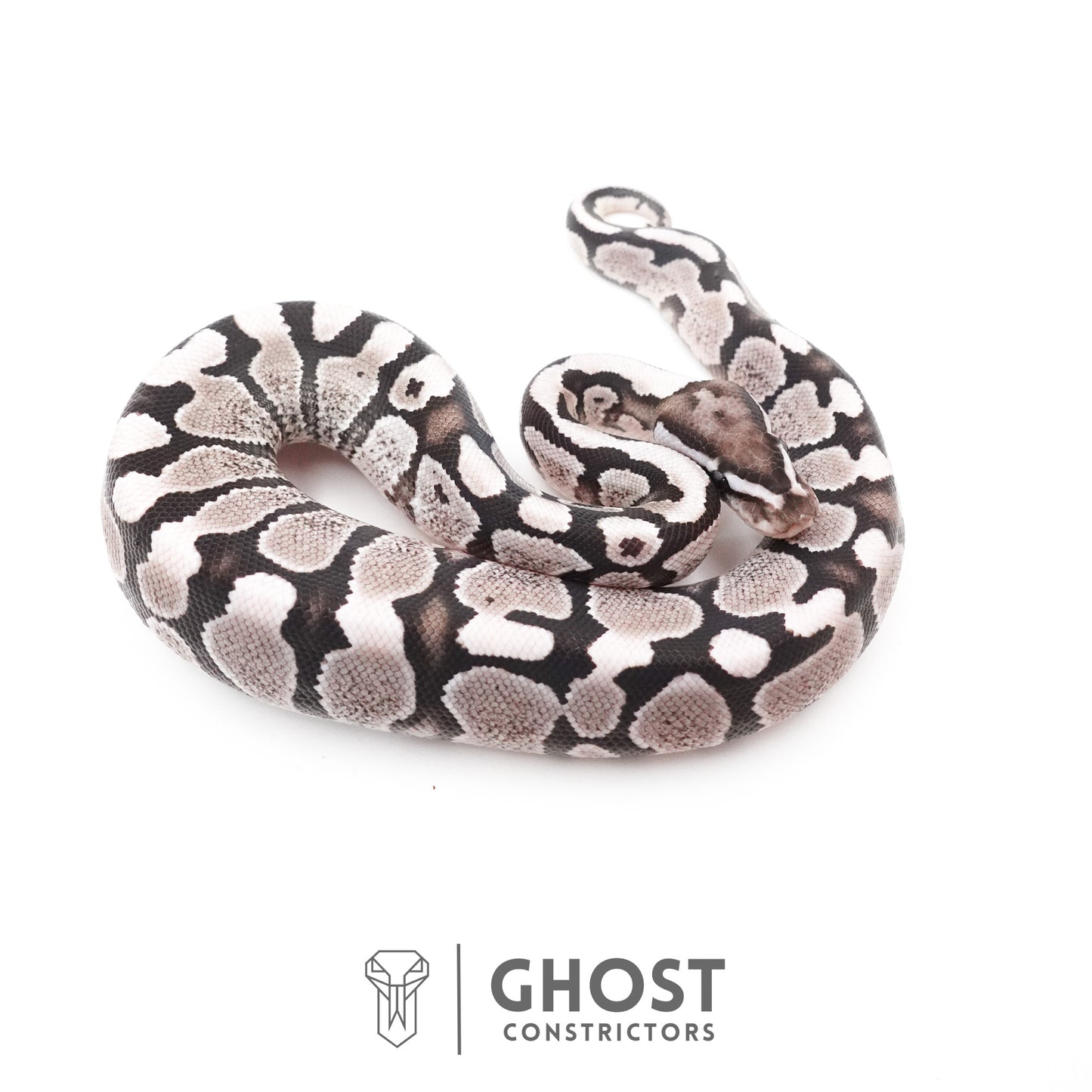 Fire VPI Axanthic 50% Het Desert Ghost Ball Python