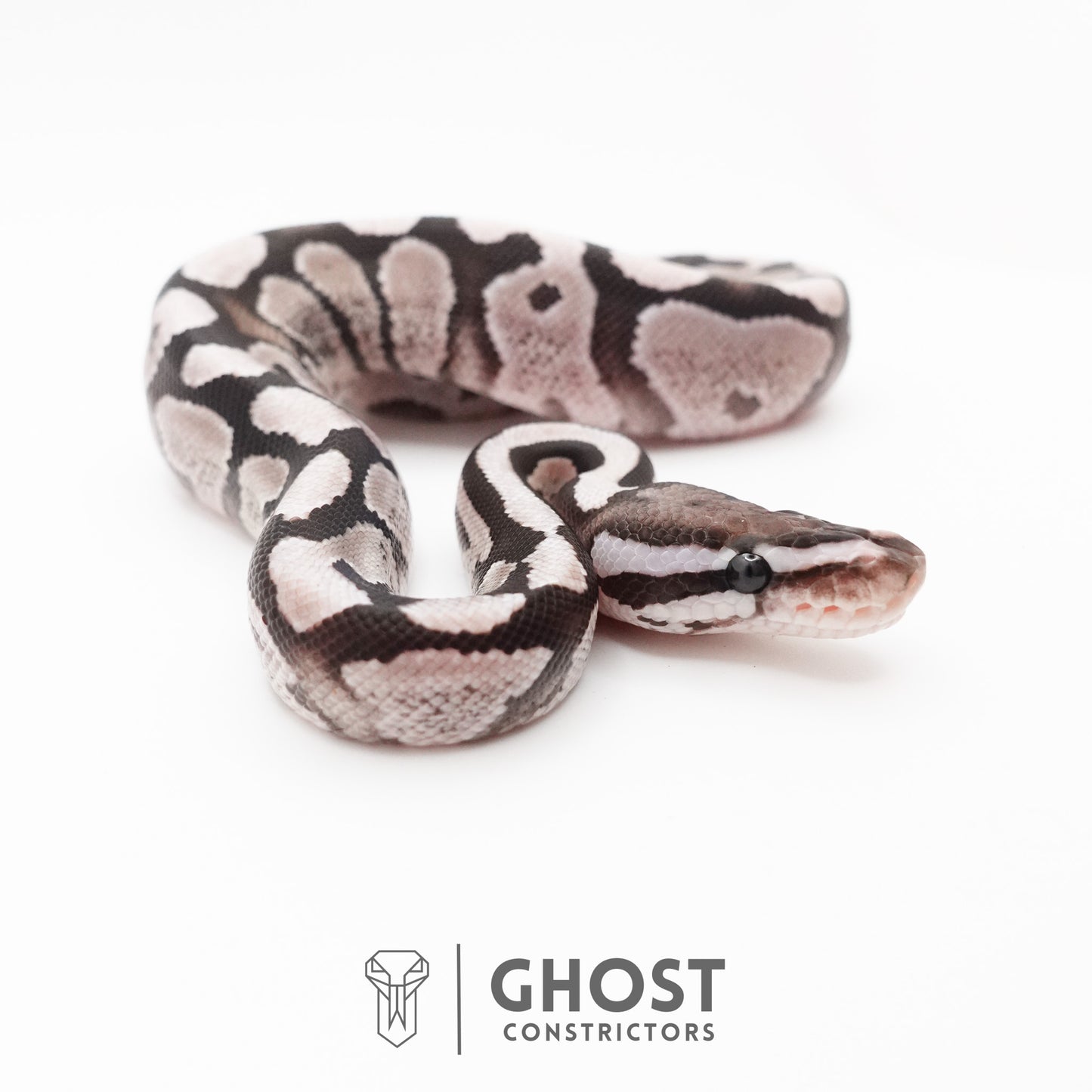 Fire VPI Axanthic 50% Het Desert Ghost Ball Python