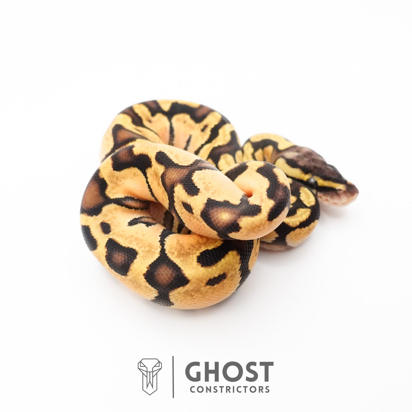 Enchi Pastel Hypo Ball Python