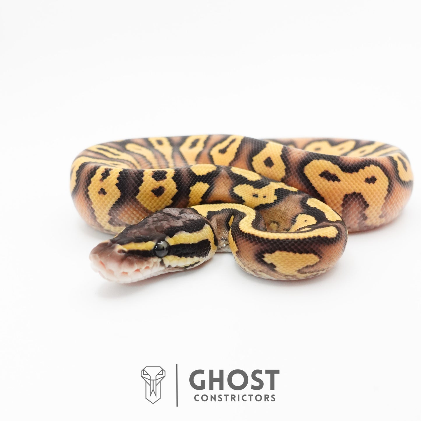 Hypo Pastel Enchi Asphalt Ball Python