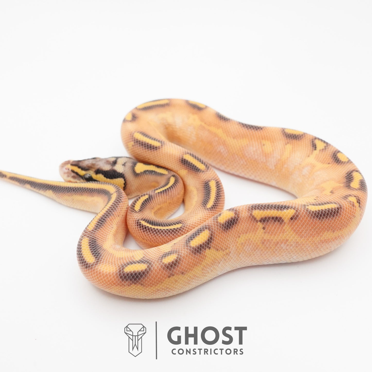 Hypo Asphalt Yellow Belly Enchi Ball Python