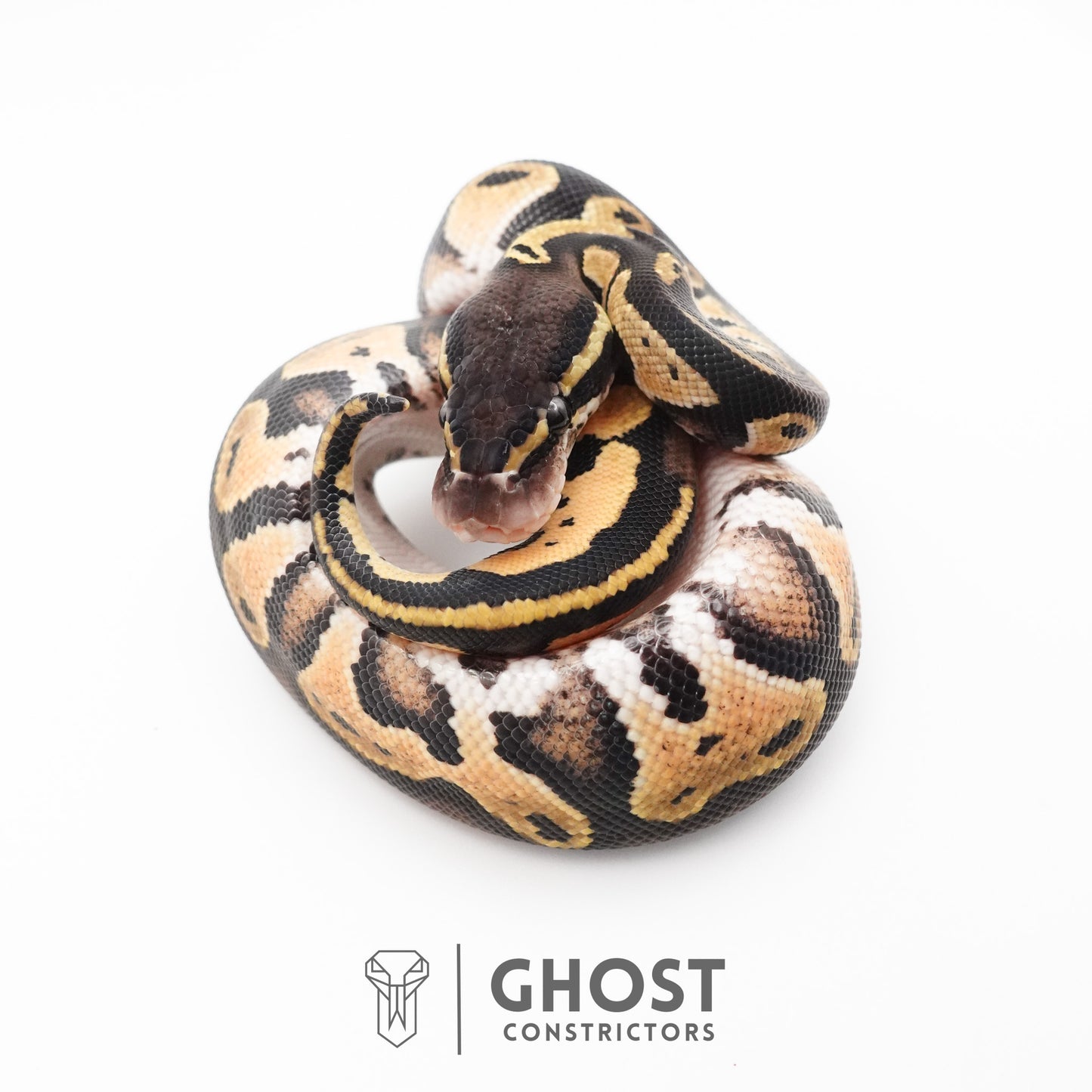 Black Head Hypo Ball Python