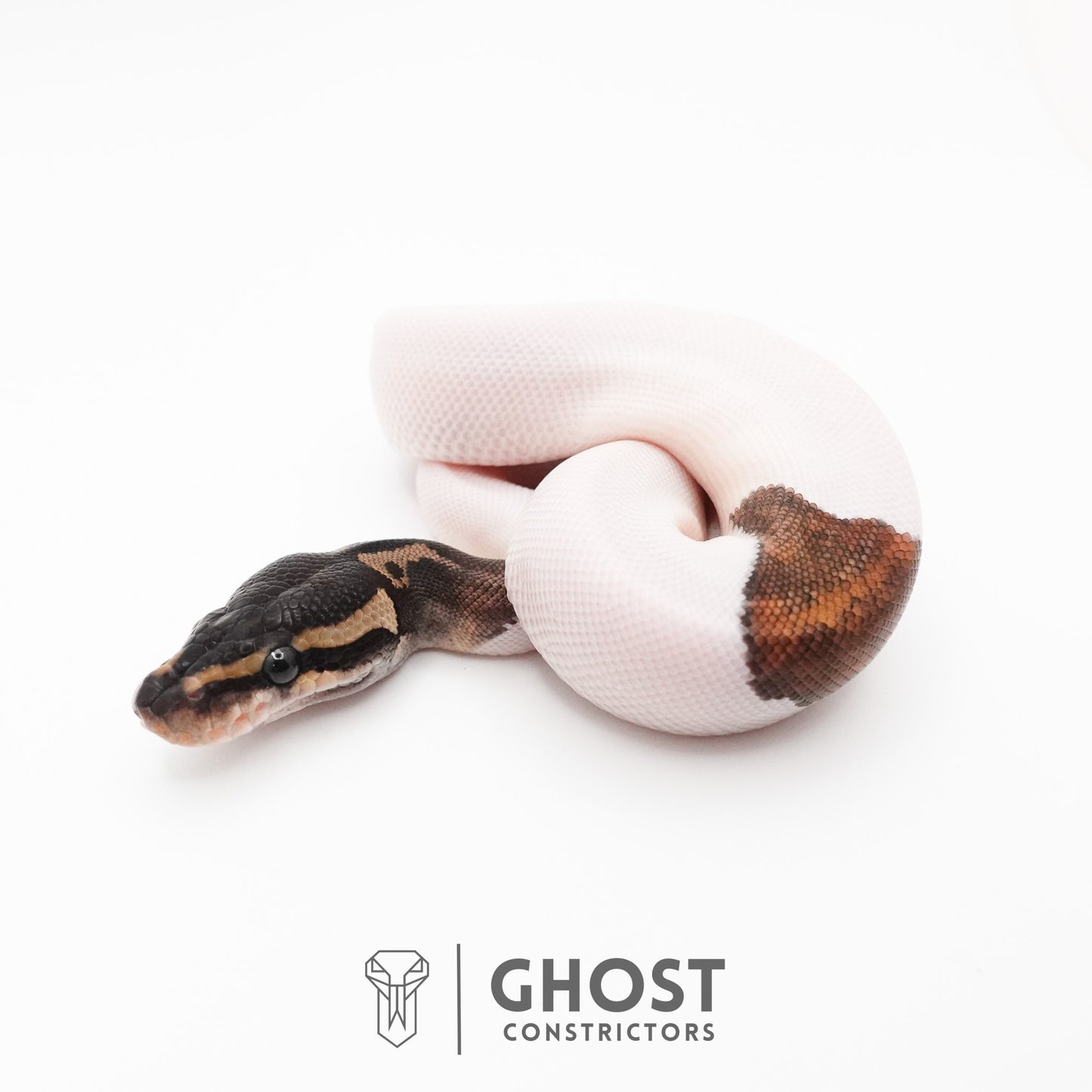 Black Pastel Piebald Ball Python