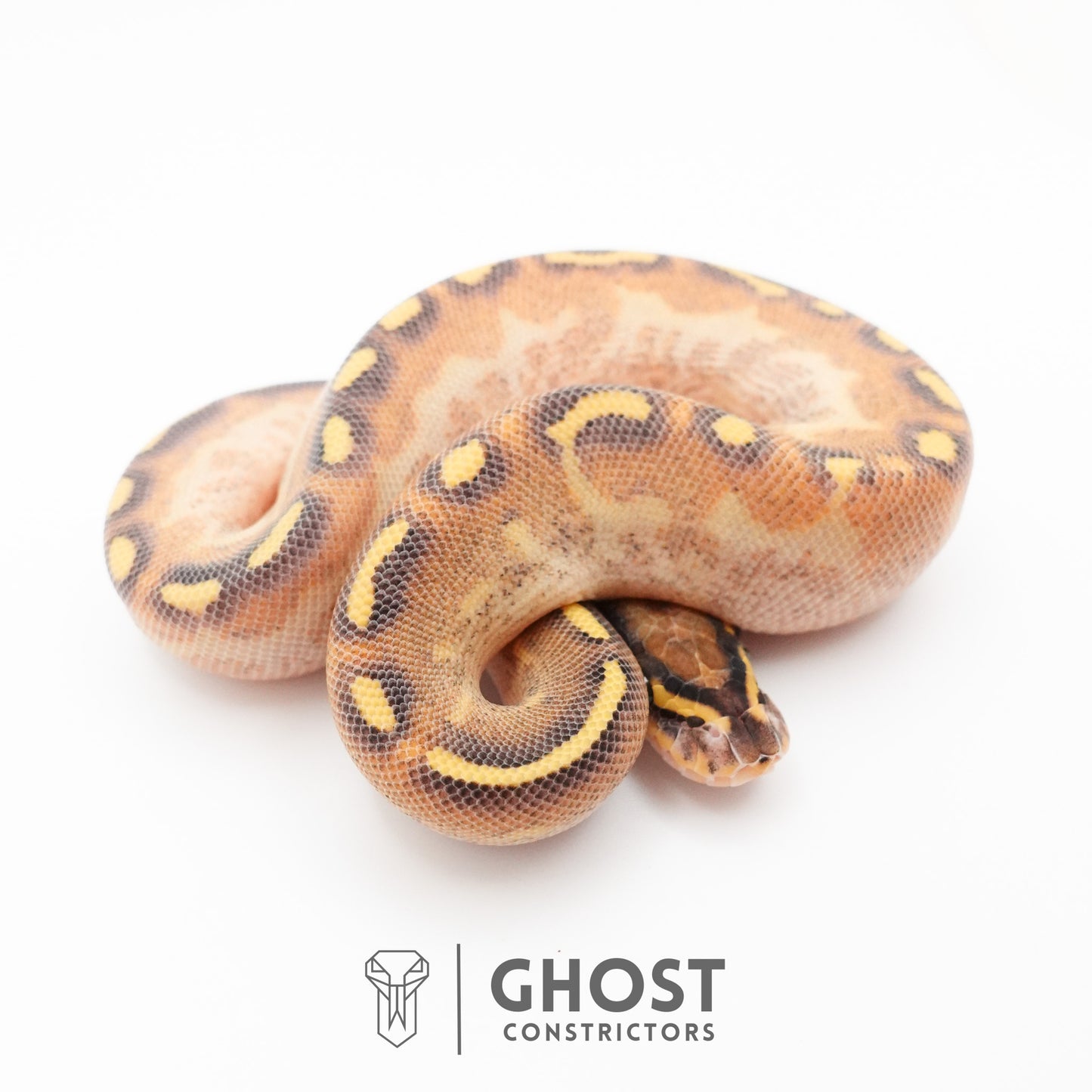 Enchi Asphalt Yellow Belly Ball Python