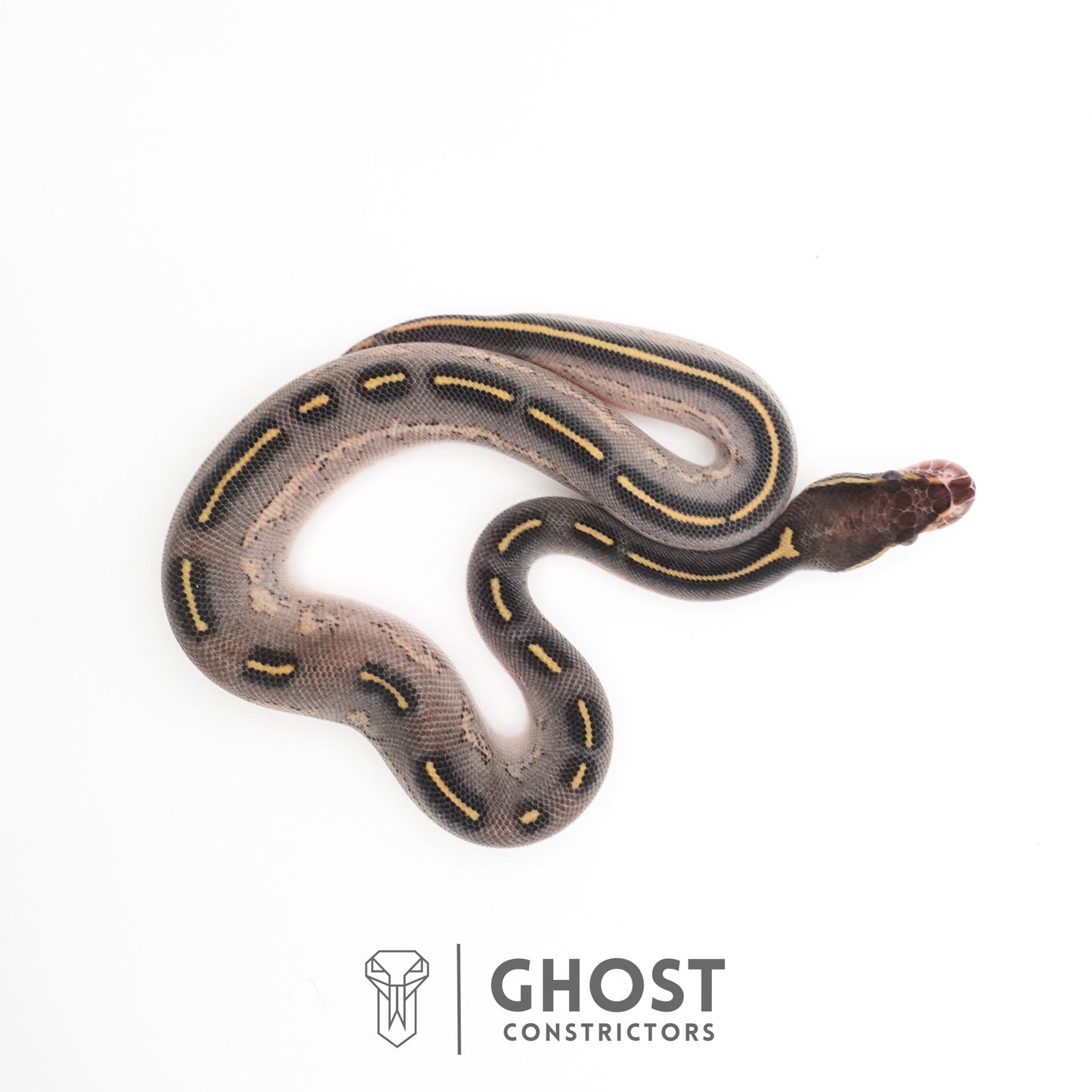 Black Head Asphalt Yellow Belly Ball Python