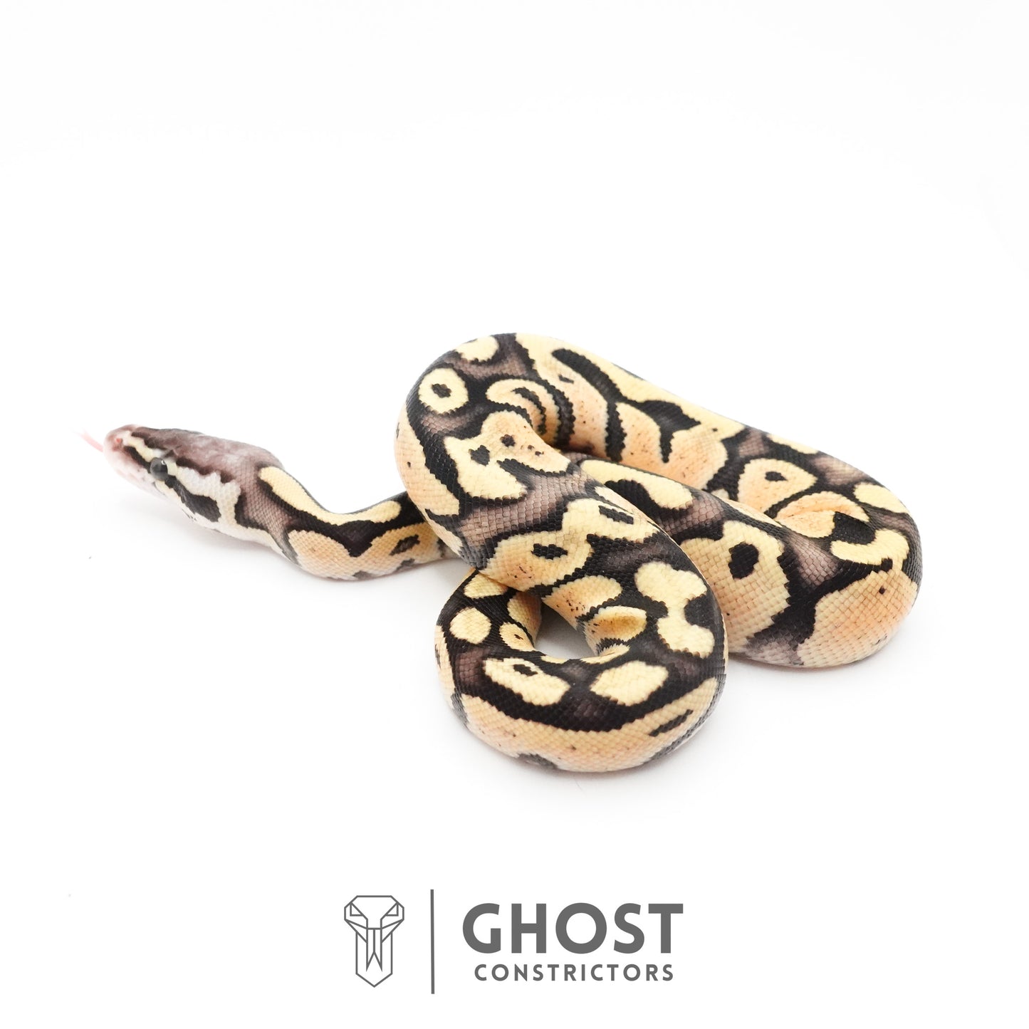 Pastel Fire 50% Het Clown Ball Python
