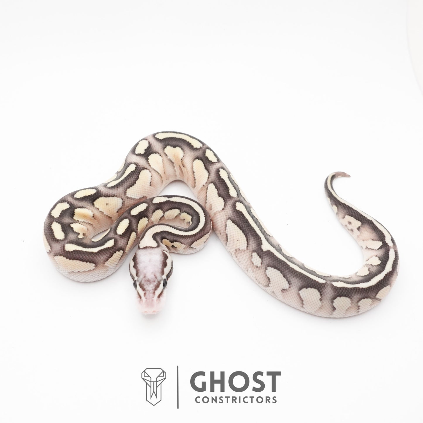 Pastel Fire Lesser 50% Het Clown Ball Python