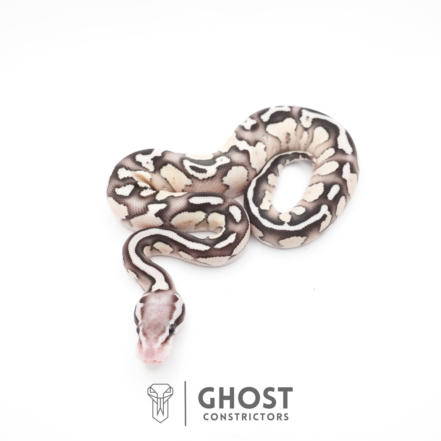 Pastel Fire Lesser 50% Het Clown Ball Python
