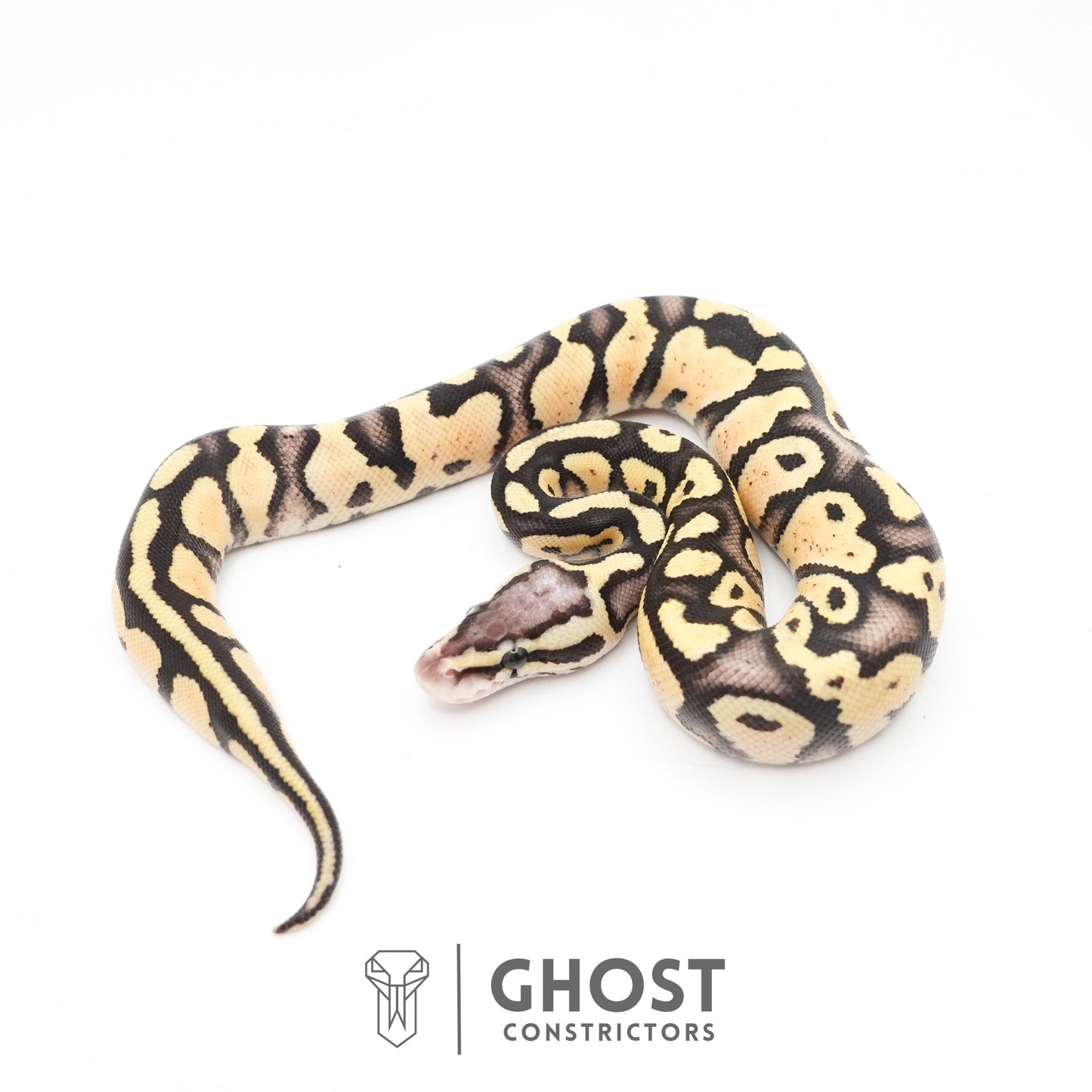Pastel Fire 50% Het Clown Ball Python