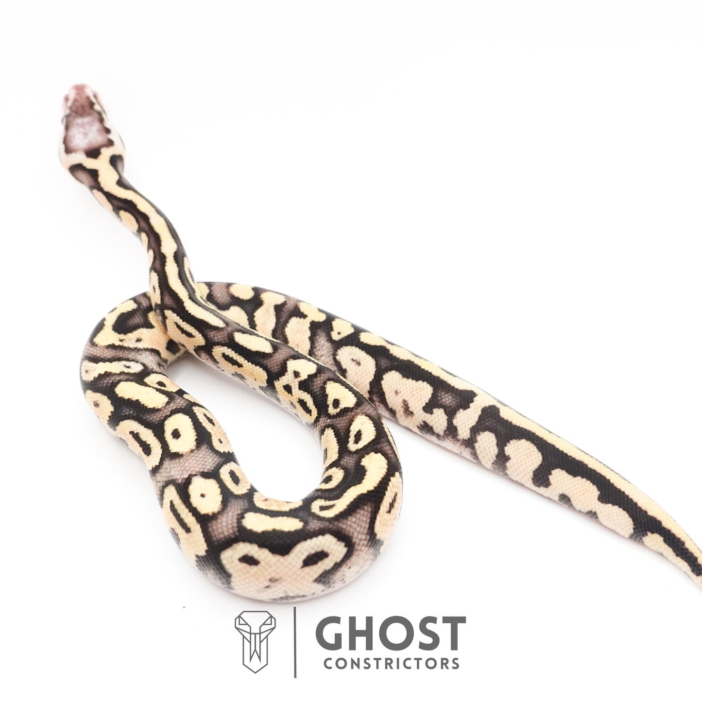 Pastel Fire 50% Het Clown Ball Python