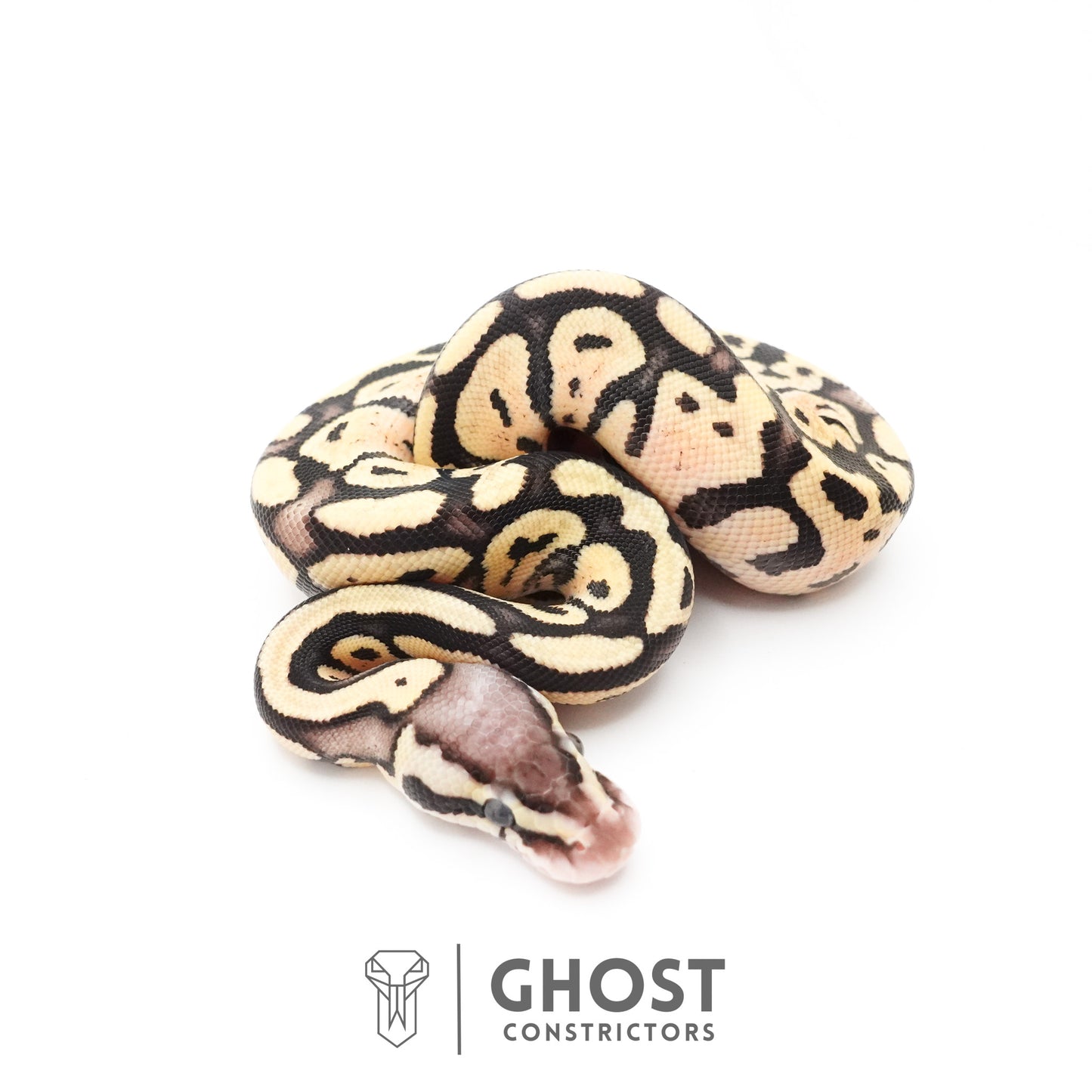 Pastel Fire 50% Het Clown Ball Python