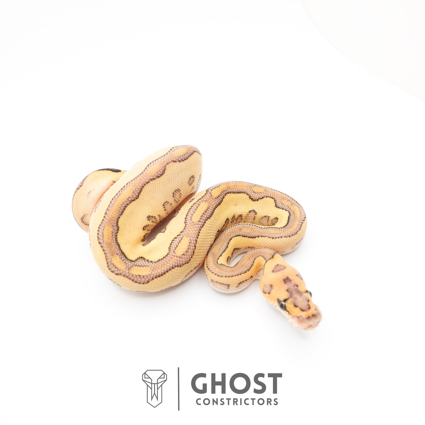 Lesser Clown Ball Python