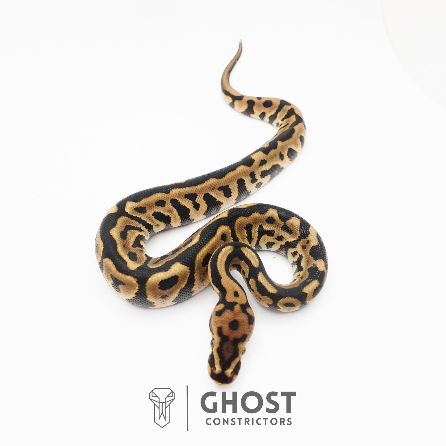 Spotnose Leopard Het Clown Ball Python