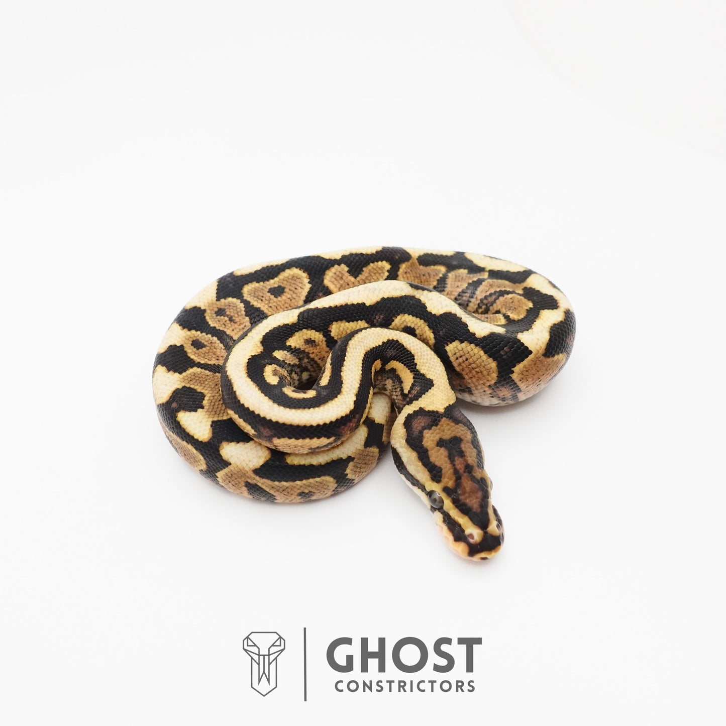 Spotnose Het Clown Ball Python