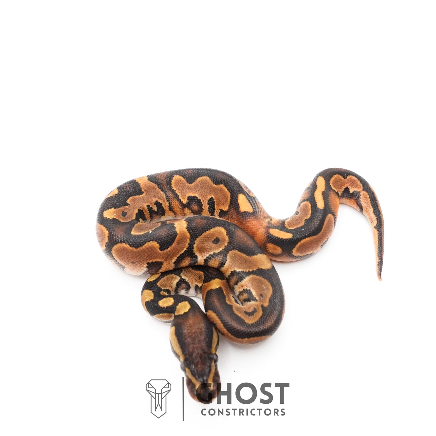 Black Pastel Enchi Het Piebald Ball Python