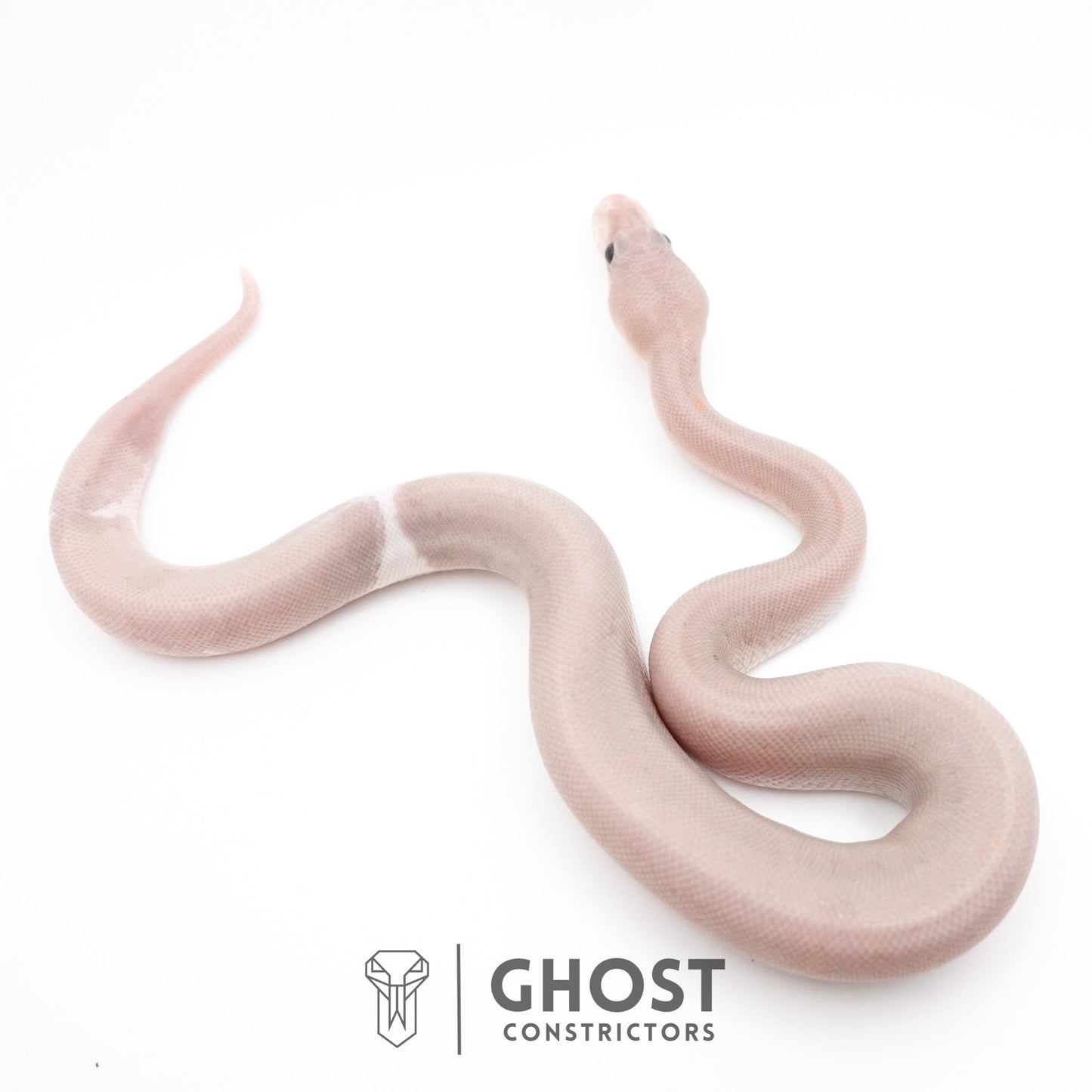 Banana Cinnamon Black Pastel Het Piebald Ball Python