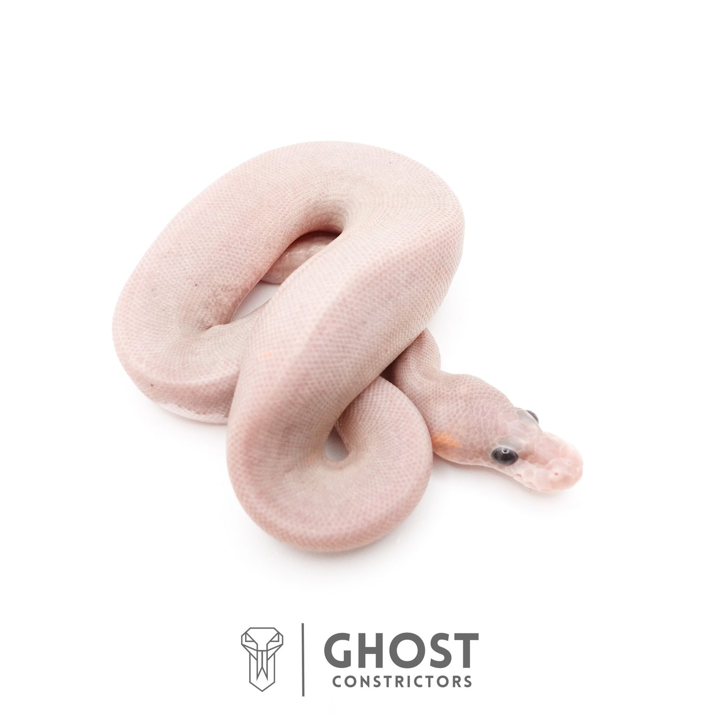 Banana Cinnamon Black Pastel Het Piebald Ball Python