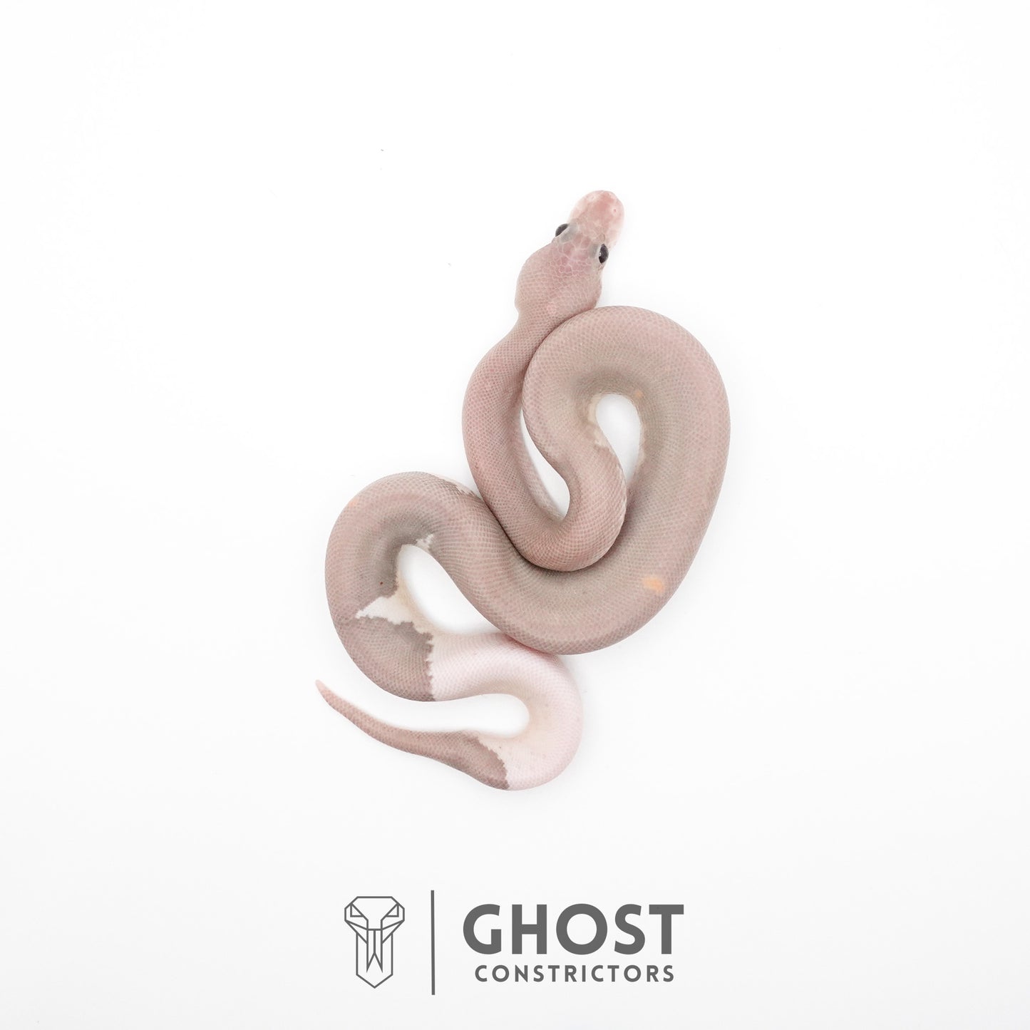 Banana Cinnamon Black Pastel Het Piebald Ball Python