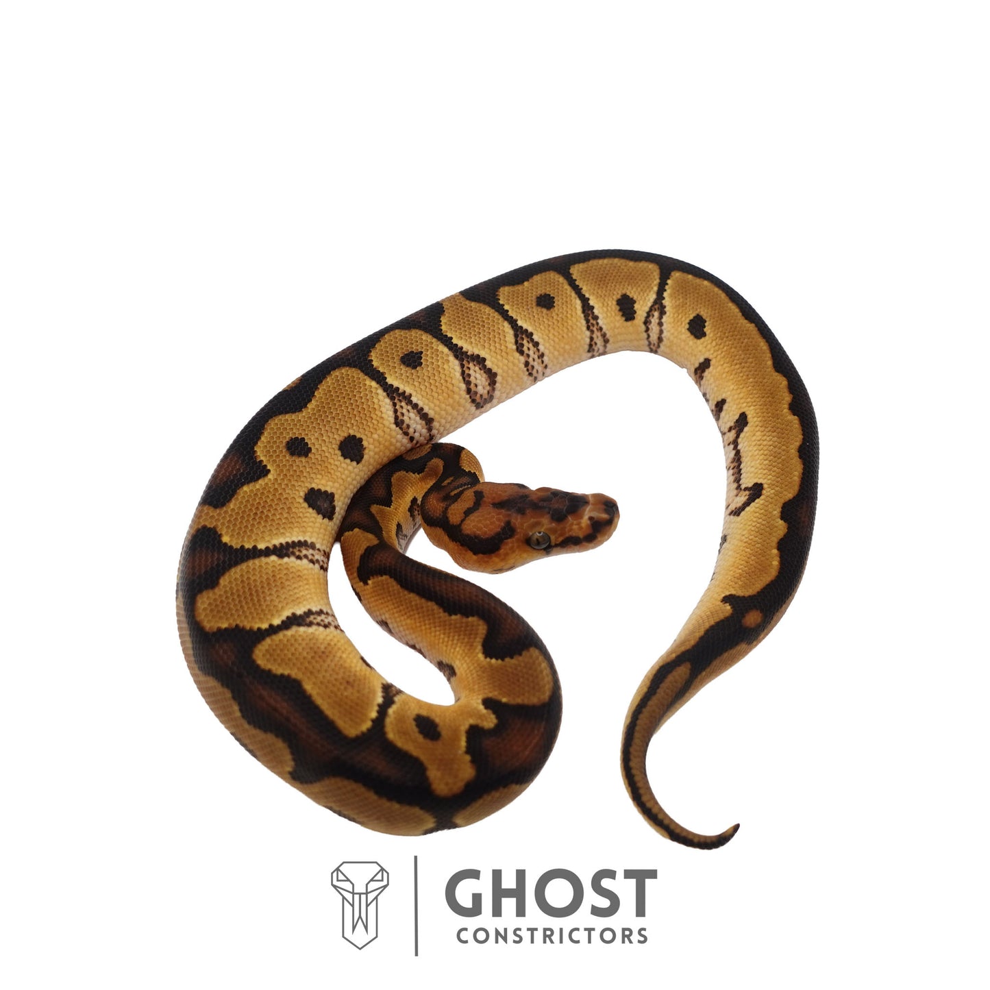 Clown, 66% Het Genetic Stripe, 50% Het Desert Ghost Ball Python | Male