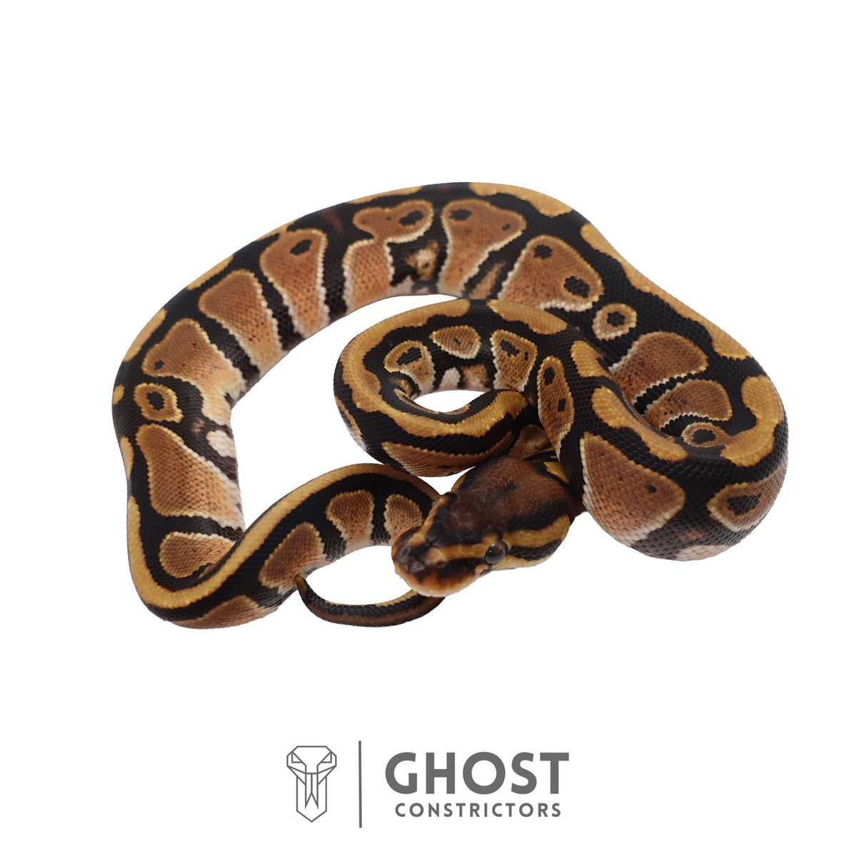 Het Clown, Red Stripe, 66% Het Genetic Stripe, 50% Het Desert Ghost Ball Python | Female