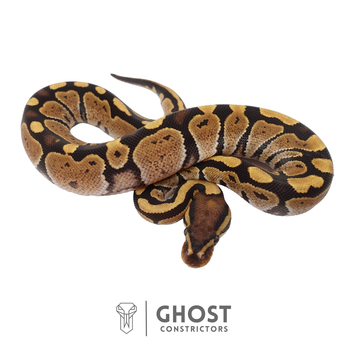 Het Ultramel Ball Python | Female