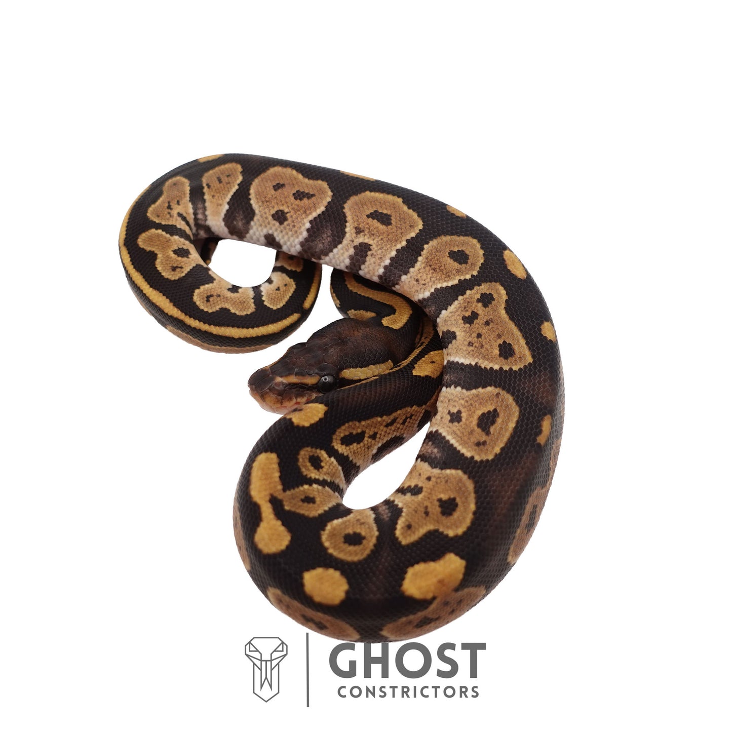 Het Ultramel, Black Head Ball Python | Female