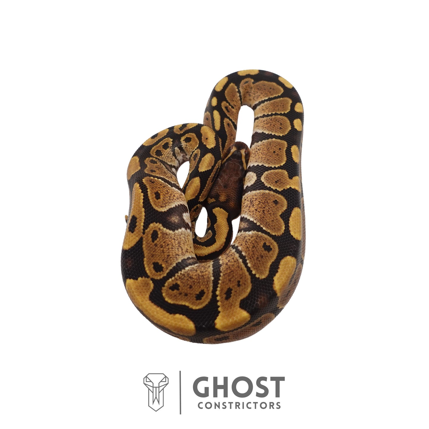 Het Ultramel Ball Python | Female