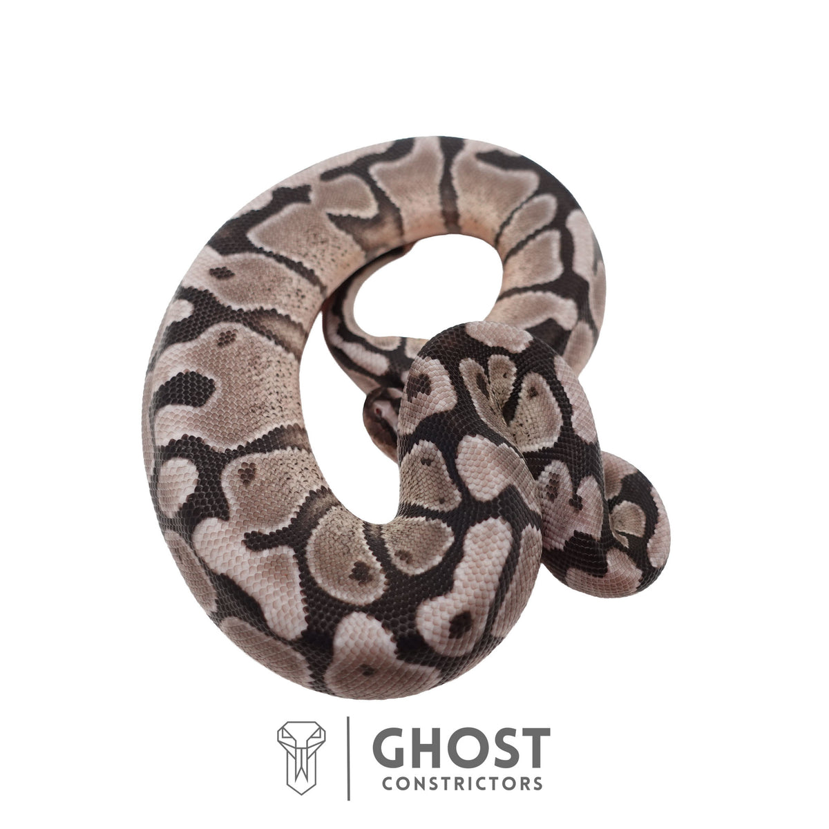 Axanthic (VPI), Enchi Ball Python | Male
