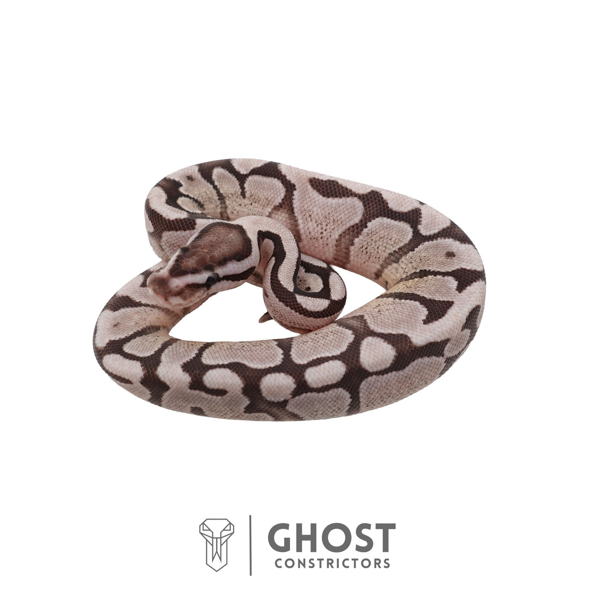 Axanthic (VPI), Fire, Enchi Ball Python | Female