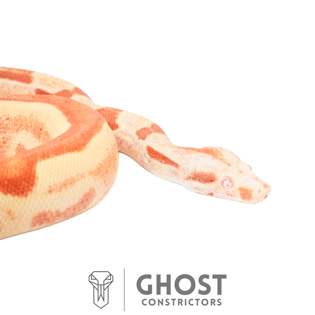 Female Hypo Sharp Albino Het Super Stripe Boa