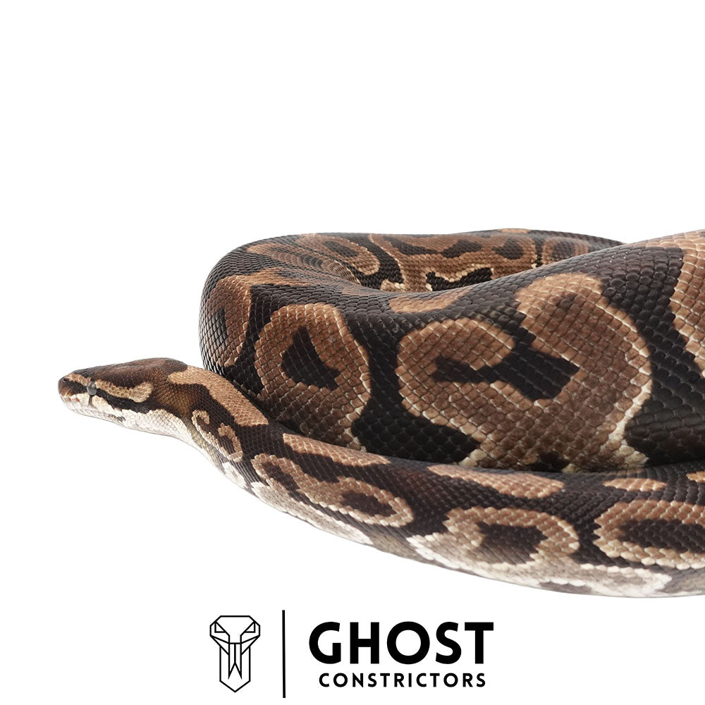 Leopard Het Pied Proven Breeder Female Ball Python | Ghost