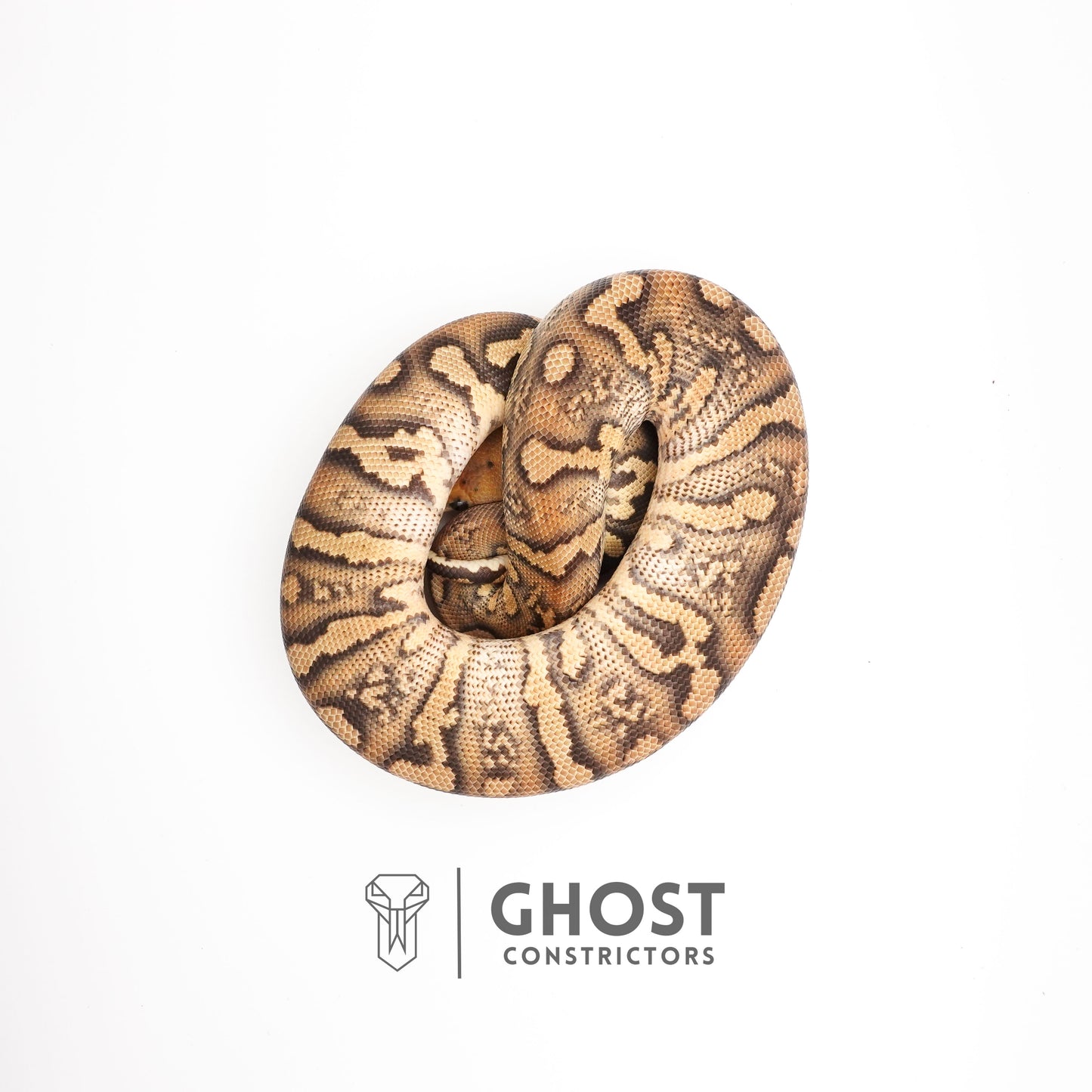 Hurricane Stranger Spotnose Fire Clown Het Monsoon Ball Python