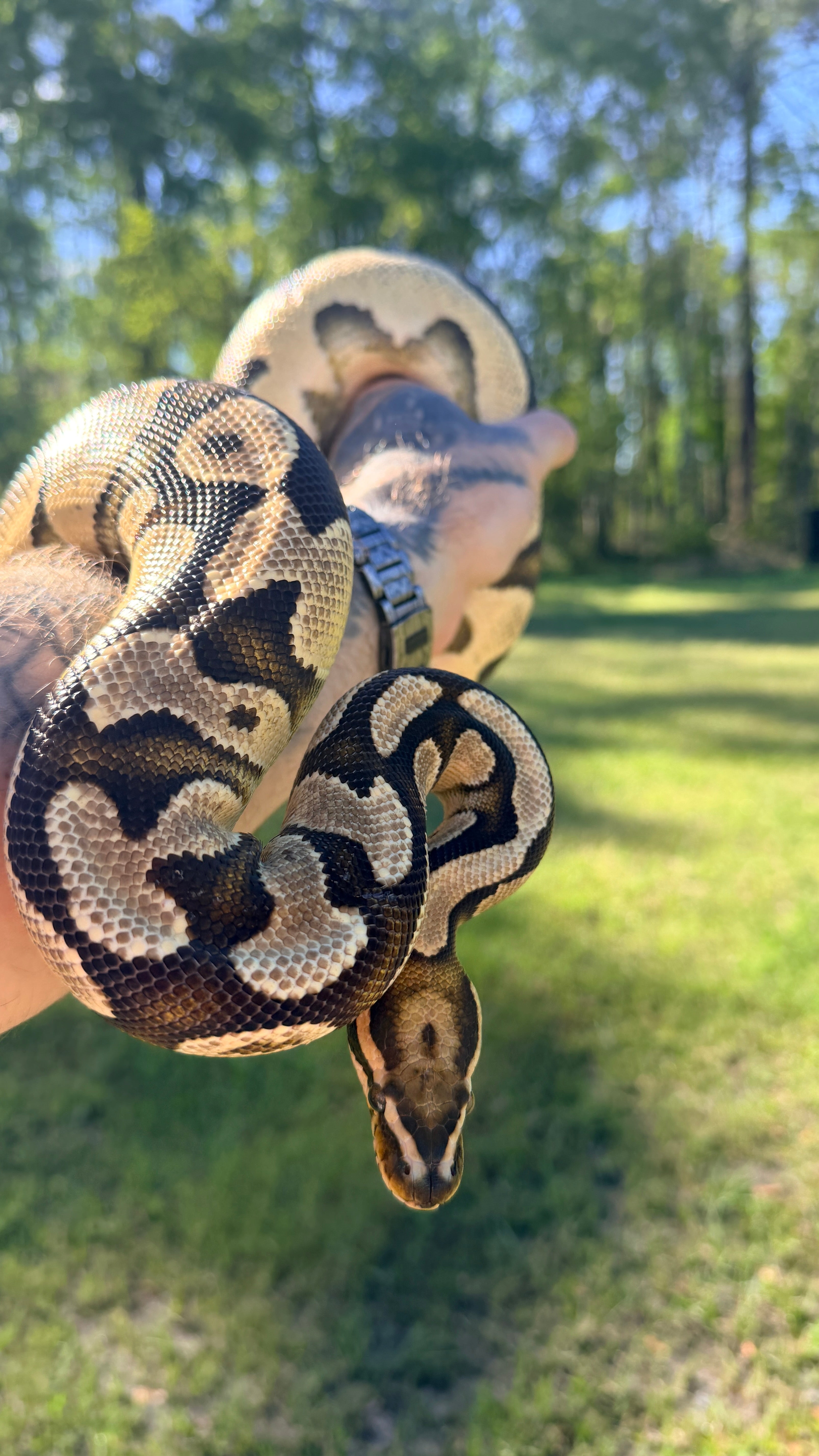 Vanilla Orange Dream Het Pied Ball Python For Sale – Ghost Constrictors