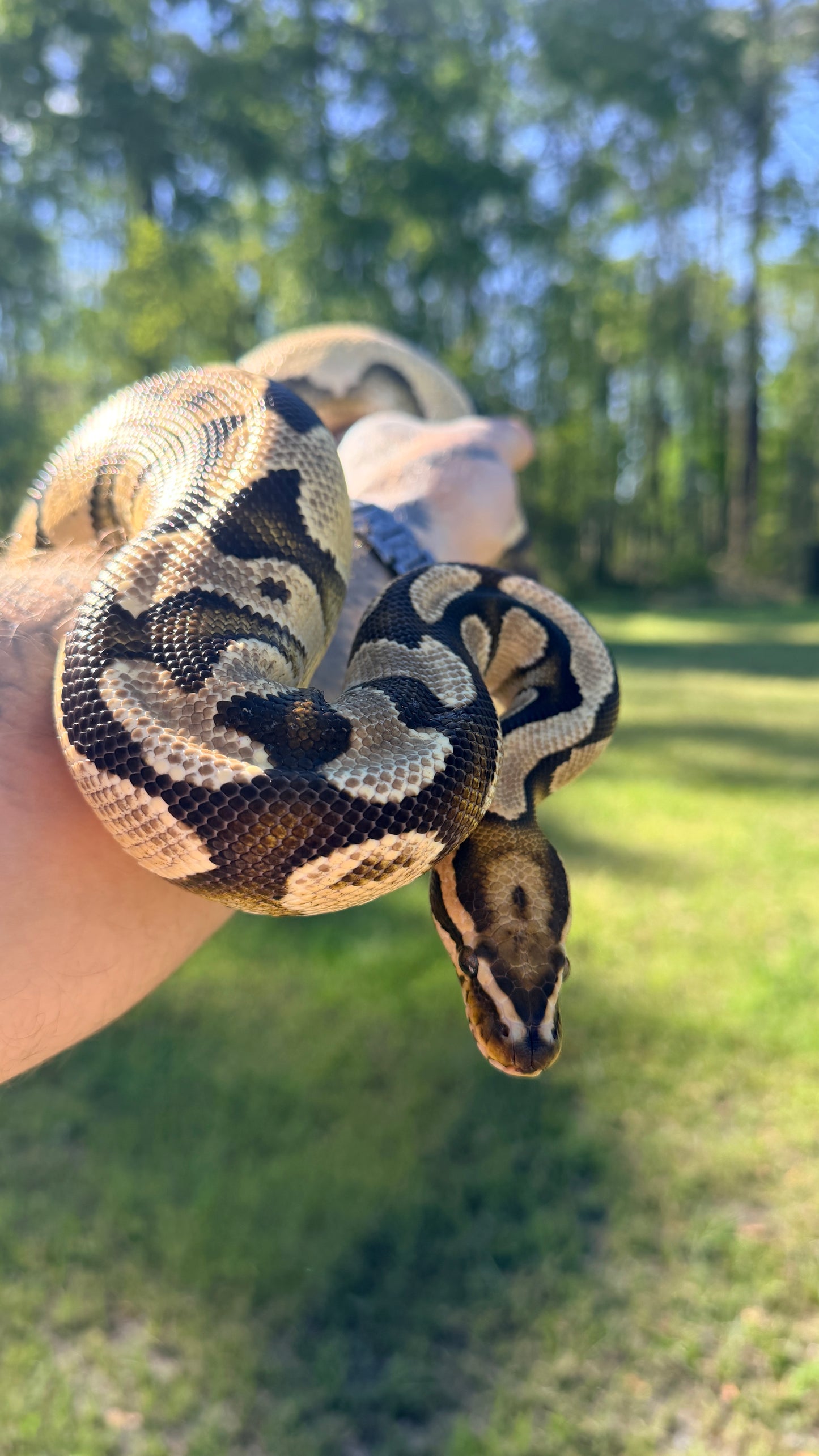 Vanilla Orange Dream Het Pied