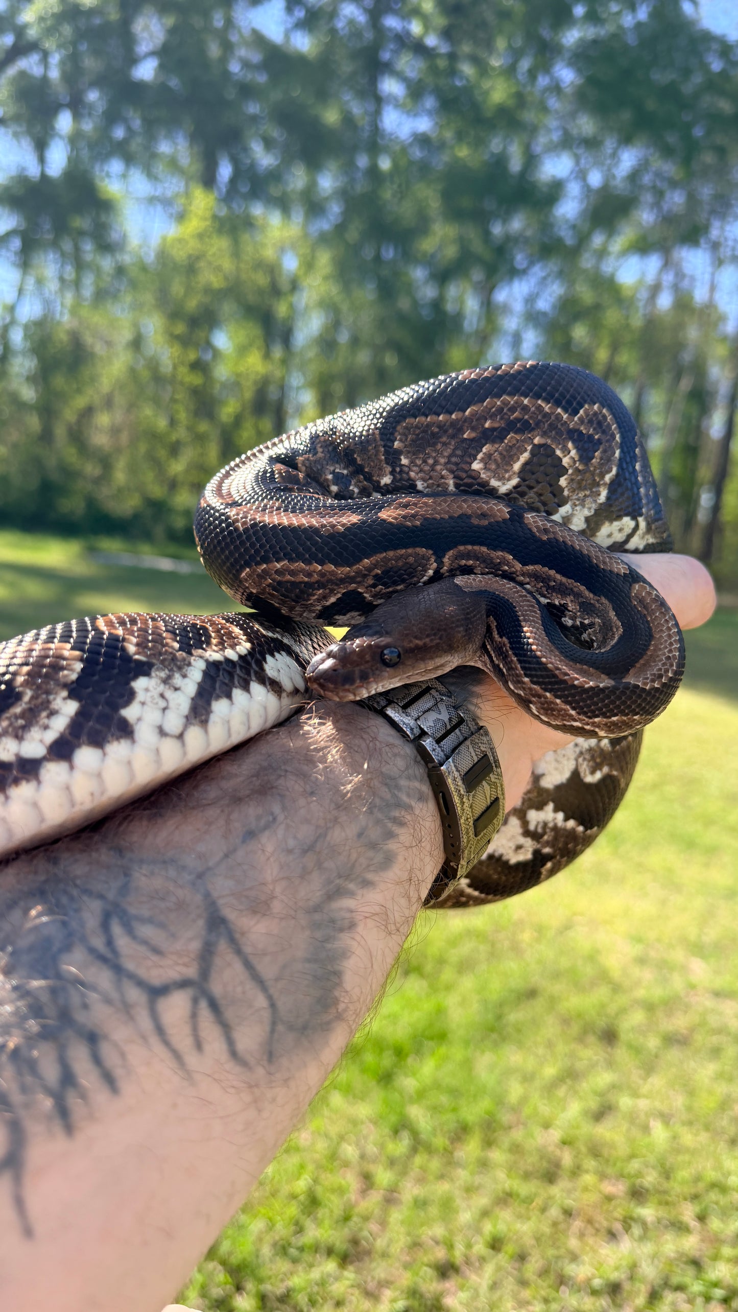 Mahogany Black Pastel