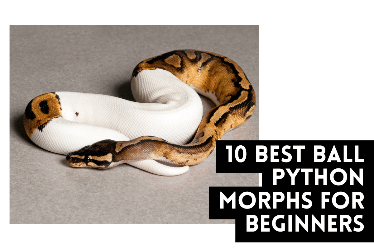 10 Best Ball Python Morphs for Beginners – Ghost Constrictors