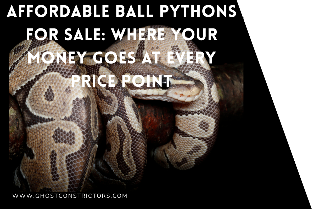 Affordable Ball Pythons for Sale: Where Your Money Goes at Every Price Point
