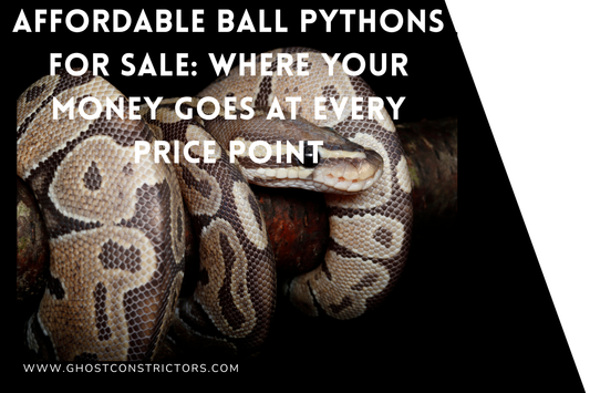 Affordable Ball Pythons for Sale: Where Your Money Goes at Every Price Point