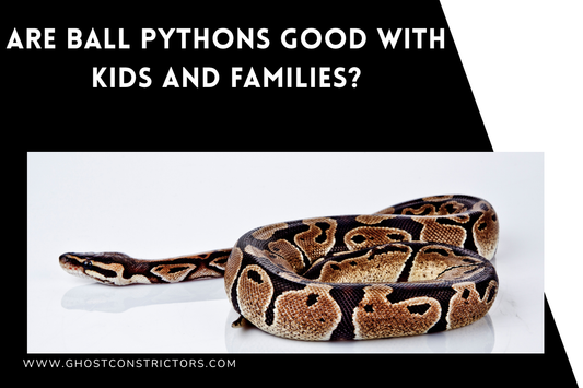 Are Ball Pythons Good With Kids and Families?