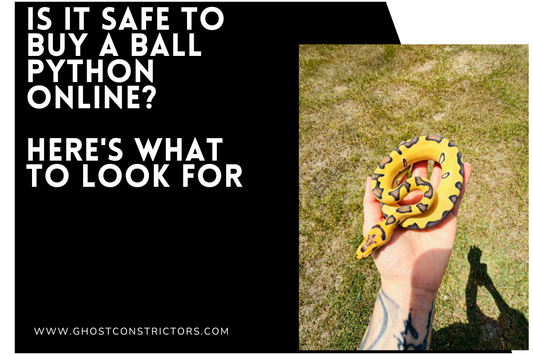 Is It Safe to Buy a Ball Python Online? Here's What to Look For
