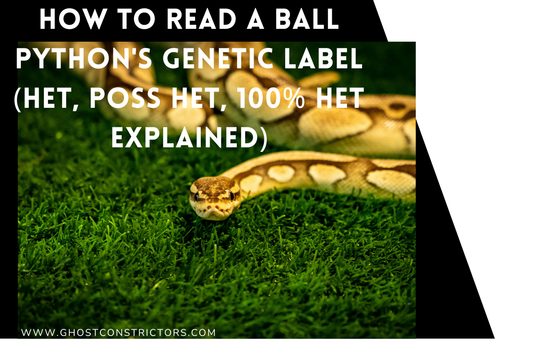 How to Read a Ball Python's Genetic Label (Het, Poss Het, 100% Het Explained)