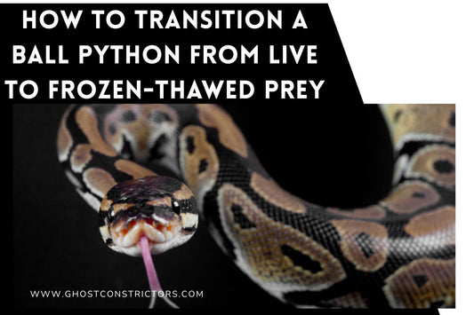 How to Transition a Ball Python from Live to Frozen-Thawed Prey