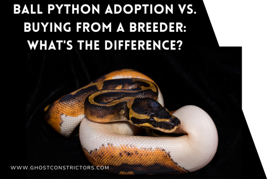 Ball Python Adoption vs. Buying From a Breeder: What's the Difference?