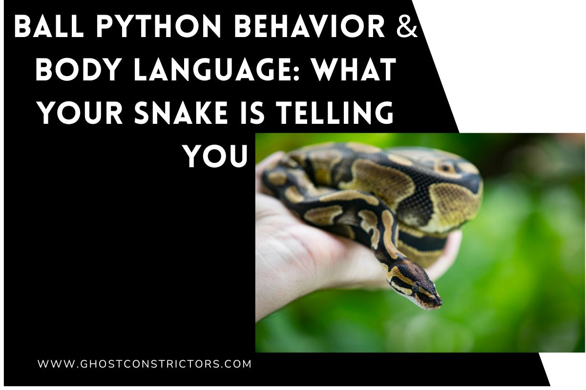 Ball Python Behavior & Body Language: What Your Snake Is Telling You