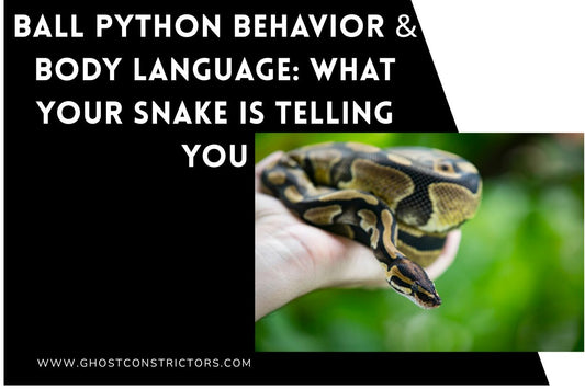 Ball Python Behavior & Body Language: What Your Snake Is Telling You