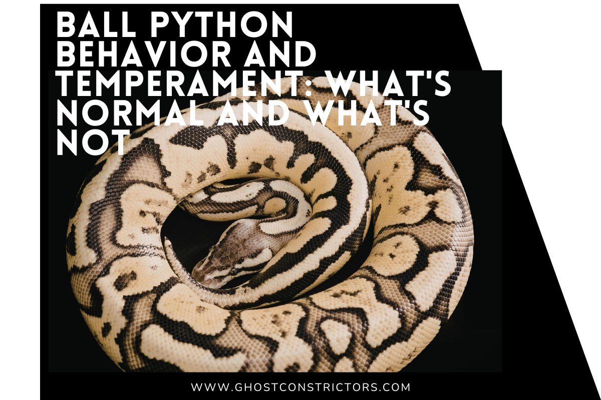 Ball Python Behavior and Temperament: What's Normal and What's Not