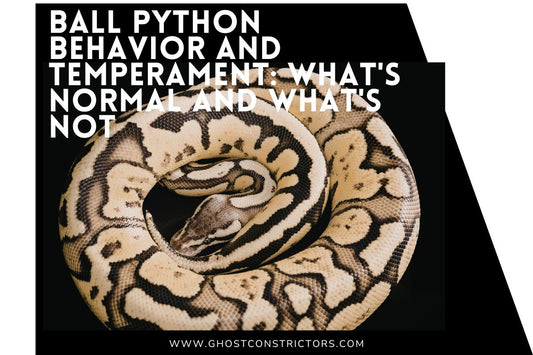 Ball Python Behavior and Temperament: What's Normal and What's Not