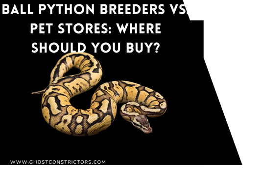 Ball Python Breeders vs. Pet Stores: Where Should You Buy?
