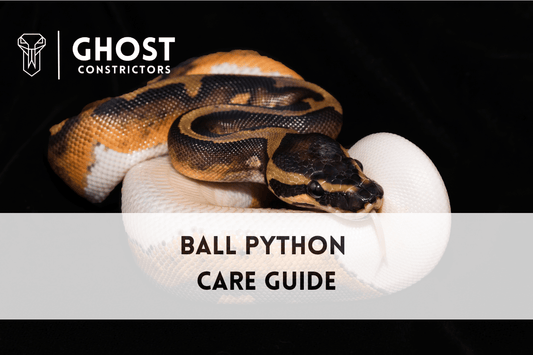 Ball Python Care Guide for Beginners: Setup, Feeding & Handling