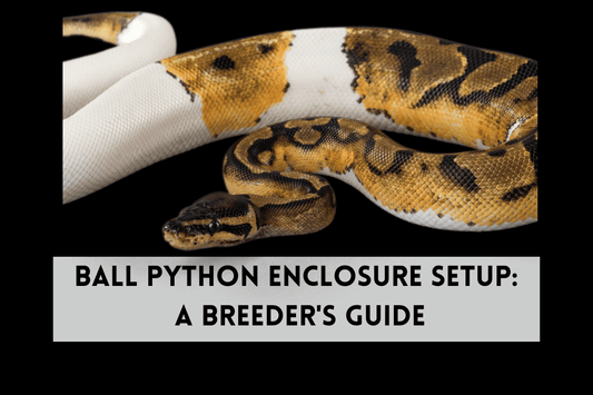 Ball Python Enclosure Setup: A Breeder's Guide